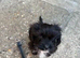 Girl puppy