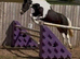 Lovely 3yr sports horse filly