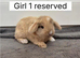 2 beautiful baby mini lops