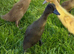 Ducklings Indian Runner