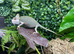 Female High Pied Yemen Chameleons at Birmingham Reptiles