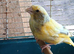 Cock Pied greenfinch for sale