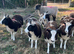 Jacob ewe lambs