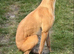 2nd gen bull greyhound pups
