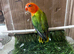 Beautiful baby lovebirds and adult lovebirds in Birmingham