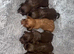 Beautiful cockapoo puppies