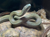 JAPANESE RAT SNAKE