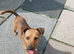 12 Month old Miniature Dachshund x Jack Russell