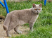 Loving affectionate blue shorthair
