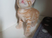 Mixed breed boy mum bengal 9 weeks
