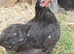 Bantam chickens/ hens