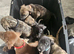 Prsea canario pups for sale
