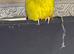 Kakariki for sale &ndash; &pound;75