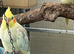 2026 baby cockatiels
