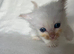 Beautiful Persian Kittens Looking for Their Forever Homes