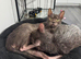 Lykoi kittens