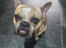 19 month old French Bulldog