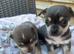CHIHUAHUA PUPS BOYS READY 20TH JUNE
