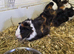 5 Adorable Baby Boy Guinea Pigs For Sale (Under 6 Months)