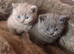 ***British Shorthair Kittens***