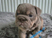 English bulldog