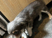 Grey and Blue Chihuahuas Ready For There Home