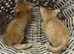 Kittens available ready to go now
