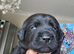 BEAUTIFUL PUPPIES FROM FULLY HEALTH-TESTED PARENTS