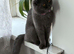 Kitten 8month old for sale