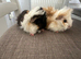 2 Lovely pretty female baby guide pigs.