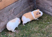 2 female guinea pigs