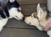 2 x huskys &pound;600 ono