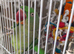 Alexandrine parrot