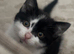 Kitten ready to leave