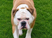 Beautiful Old English Bulldog