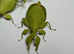 Trio of adult Colourful leaf insects (Phyllium letiranti "Tataba") plus free eggs
