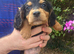 Five Cocker Spaniel Puppies