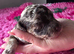 Extensively health tested parents! f1b mini cockapoo