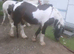 Handsome chunk of a Cob &ndash; John in Rainham, Essex