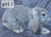 Stunning bunnies ready this weekend