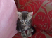Beautiful kittens