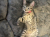 Female moggie tabby
