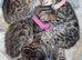 Pure pedigree bengal kittens