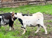 8month old Pygmy billy goat