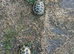 Horsfield tortoises