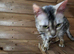 Pure silver Bengal cat