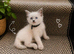 Beautiful Ragdoll kittens