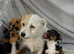 Jack Russel cross Yorkshire Terrier