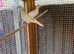 Barbary Doves