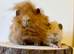 A selection of pigs looking for new homes